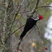 LHG_5030_Pileated woodpecker by rontu
