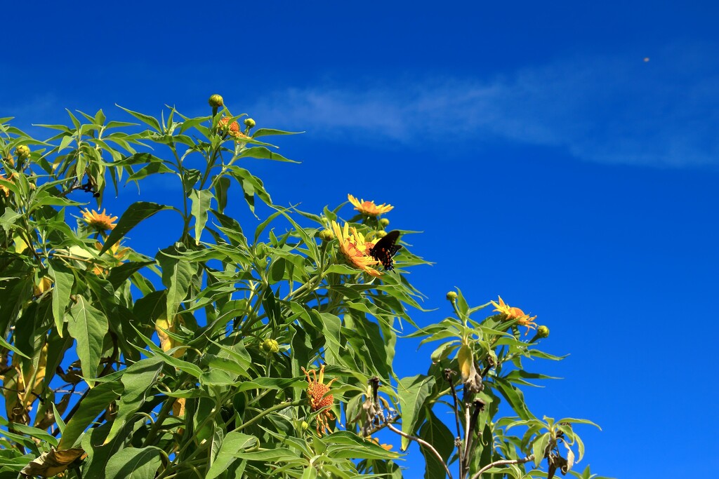 mexican sunflower tree by blueberry1222