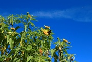 15th Dec 2021 - mexican sunflower tree