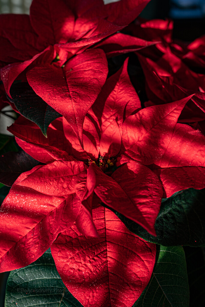 Poinsettia in the morning sunshine  by theredcamera