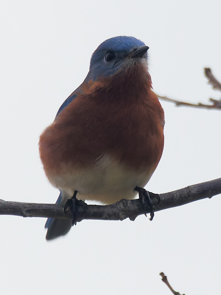 eastern bluebird by rminer