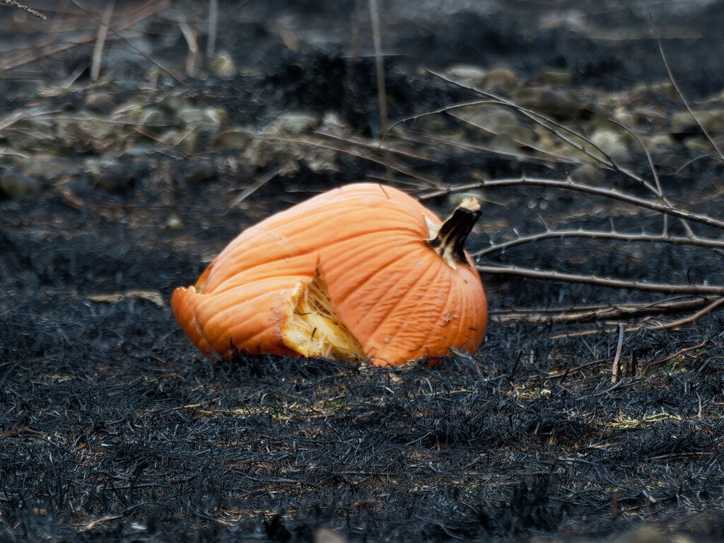pumpkin in a prairie burn  by rminer