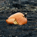 pumpkin in a prairie burn 