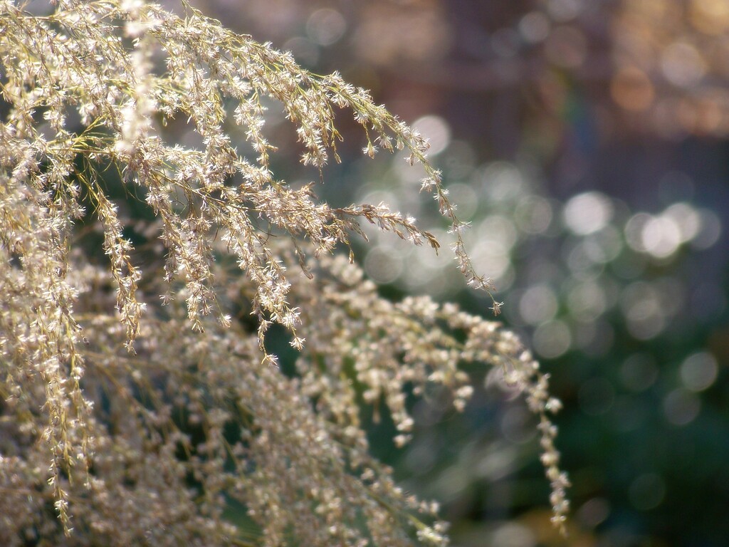 Lacey little seed heads... by marlboromaam