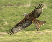 15th Dec 2021 - Red Kite Swoop