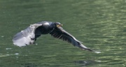7th Nov 2021 - Shag leaped out of the of the water in front of me