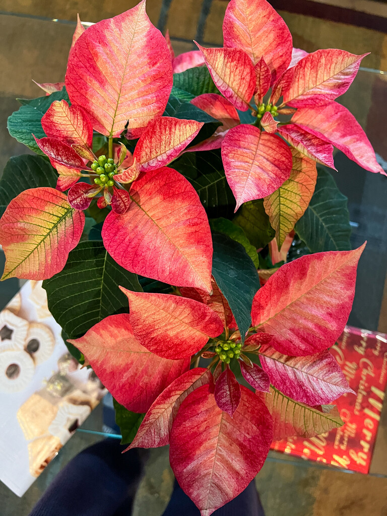 Bird’s Eye View of our variegated poinsettia by thedarkroom