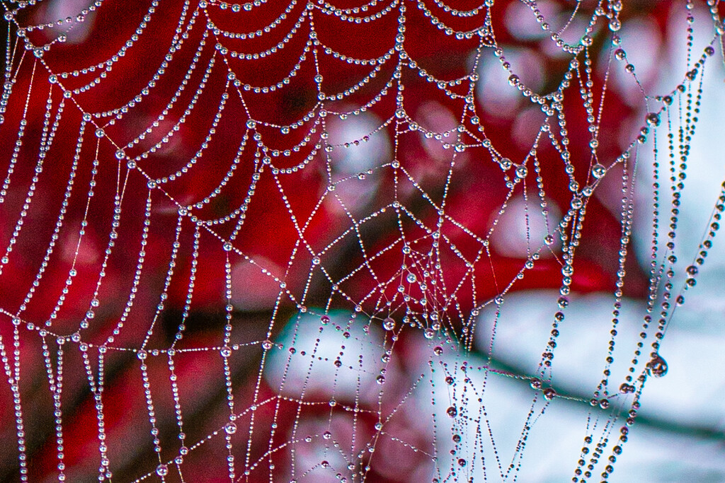 Spider web... by thewatersphotos