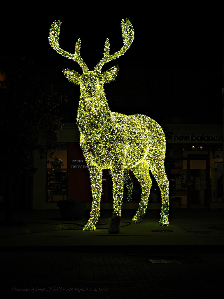 brilliant stag by summerfield