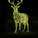 brilliant stag by summerfield