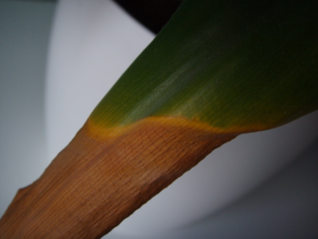 Colored leaf by berend