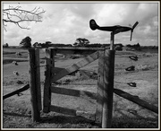 16th Dec 2021 - The old gate
