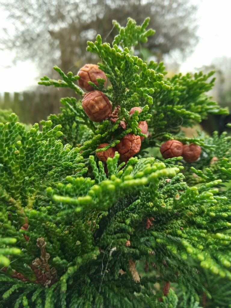 Winter 'cloud' conifer by 365projectorgjoworboys