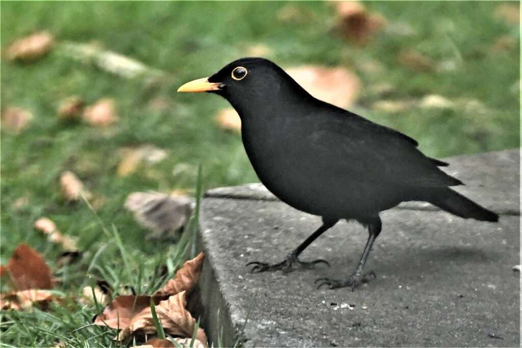 Beautiful blackbird by rosiekind