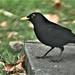 Beautiful blackbird by rosiekind