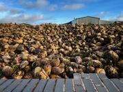 14th Dec 2021 - A mountain of turnips