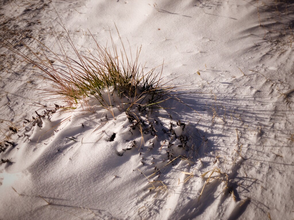 Snow grass by jeffjones