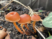 14th Dec 2021 - A trio of toadstools