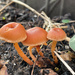 A trio of toadstools by 365projectmaxine