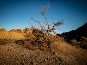 28th Nov 2021 - Lone tree