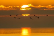16th Dec 2021 - Sunset birds.