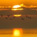 Sunset birds. by padlock