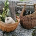 Herbs, lavender and wicker baskets  by kimka
