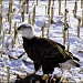 Bald Eagle Day 2 by bluemoon