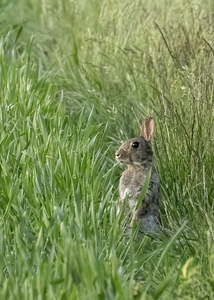 Inquisitive Bunny by shepherdmanswife