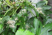 16th Dec 2021 - the florets on my fatsia have all dropped off