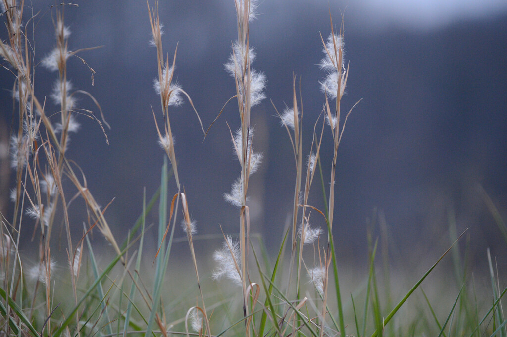 grasses by francoise