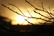16th Dec 2021 - Backlit branches
