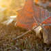 Leaf in the sun... by thewatersphotos