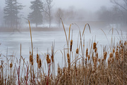 15th Dec 2021 - Foggy Morning