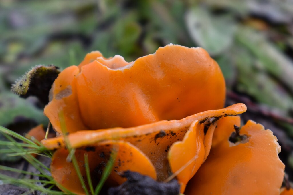 orange mushroom by midge