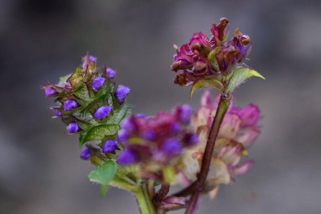 purple flowers by midge