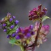 purple flowers by midge