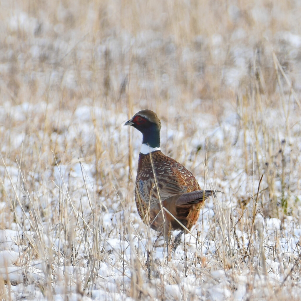 Ringneck Pheasant by bjywamer