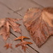 Leaves rule by joysabin