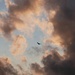 Red Kite in the evening. by jokristina