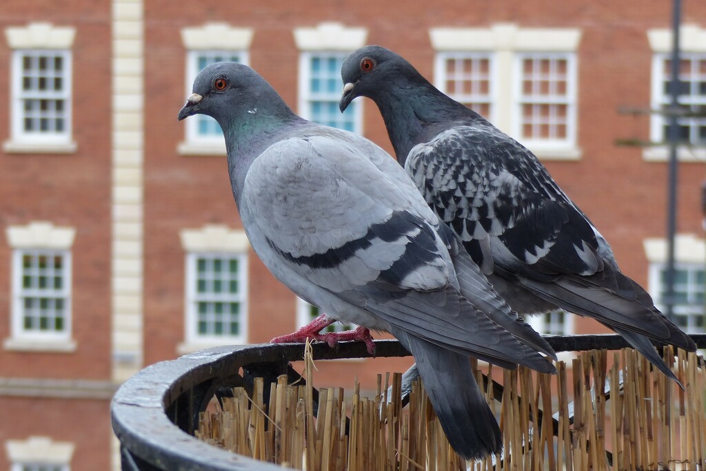 2 perching pigeons by jokristina