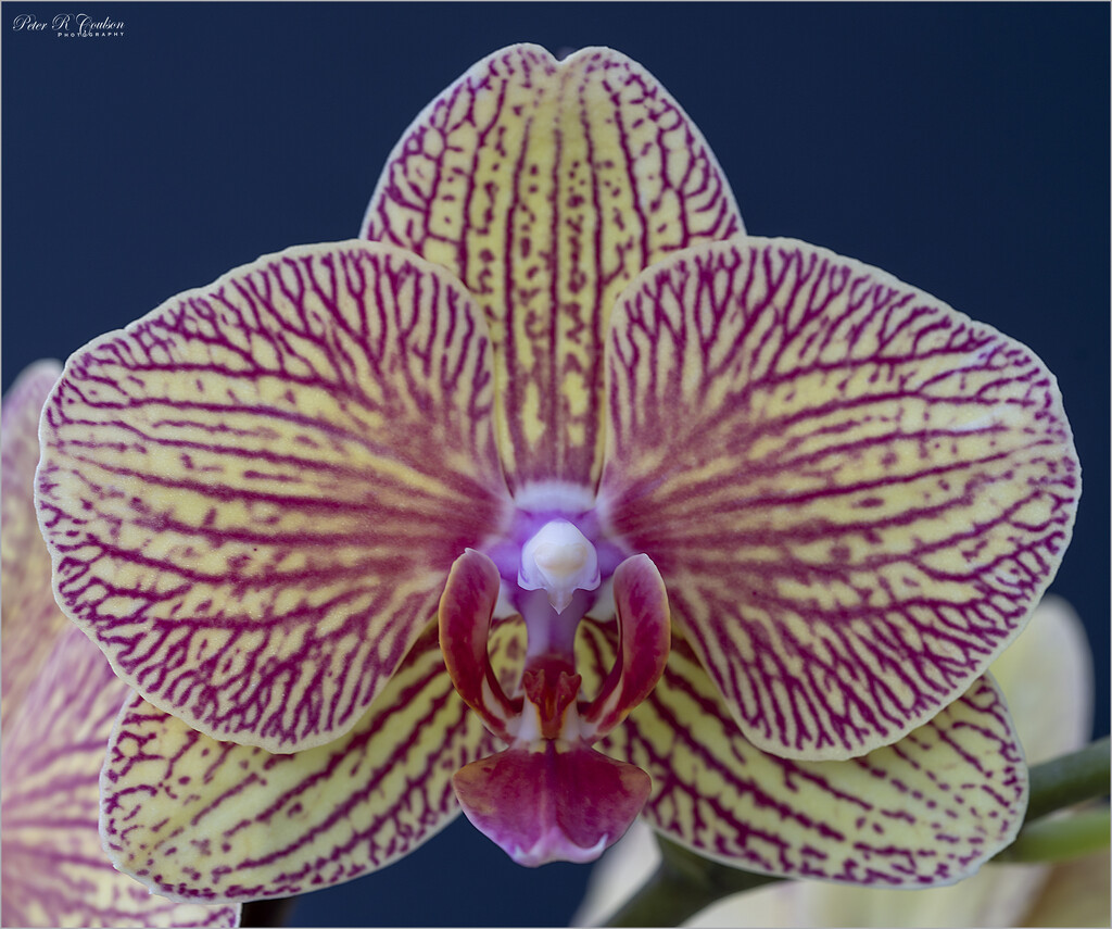 Macro Orchid by pcoulson