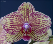16th Dec 2021 - Macro Orchid