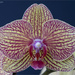 Macro Orchid by pcoulson