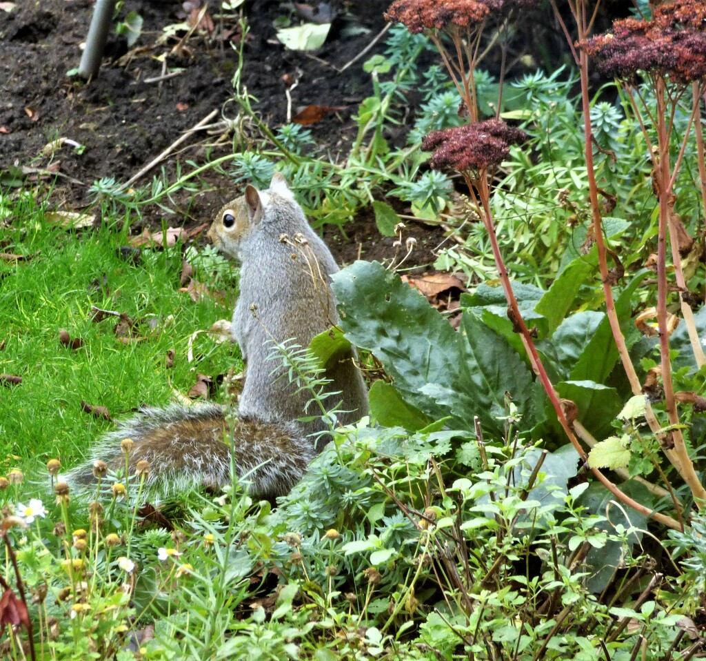 Foraging in the flower-bed  by beryl