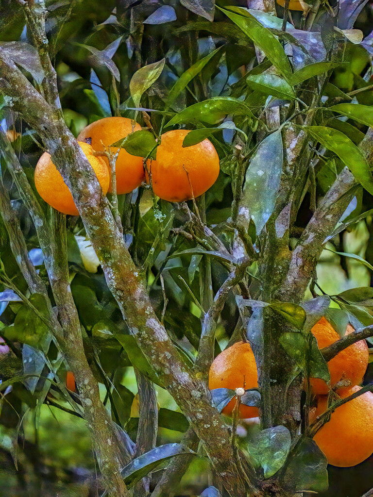 Fresh Oranges by k9photo