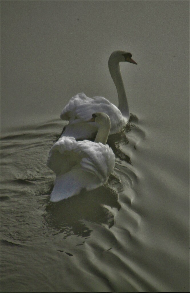 A pair of swans on a misty morning canal. by grace55