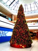 17th Dec 2021 - Christmas tree lights