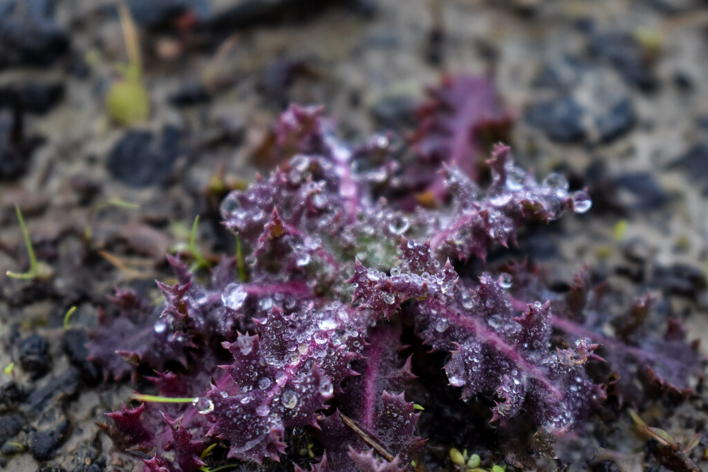 purple spiky plant by midge