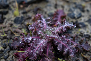 10th Dec 2021 - purple spiky plant